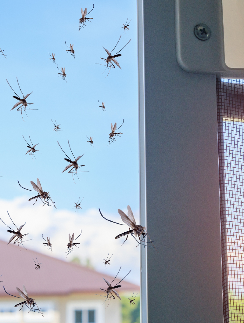 Insect screening systems